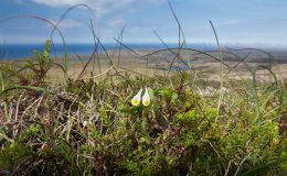 david-gifford-shetlandorg-flora-and-fauna-14.0x620.jpg