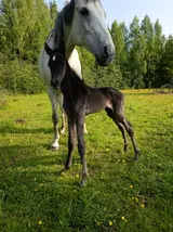 IMG_20250610_081237.webp