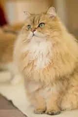 Persian_in_Cat_Cafe.webp