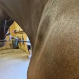 håla.webp