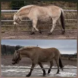 incollage_save.webp incollage_save.webp