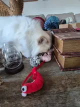 20260329_174827.webp