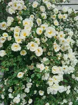 20260608_155033.webp