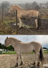 incollage_save.webp incollage_save.webp