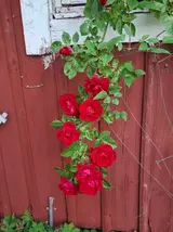 20260625_215905.webp