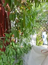 20260724_172149.webp