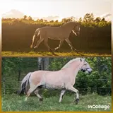 incollage_save.webp