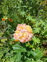 20260802_122802.webp