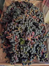 20260828_185452.webp