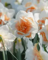 1568910146784.webp 1568910146784.webp