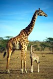 The-African-Safari-Company-giraff-med-unge-på-savannen.jpg