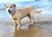 golden-retriever-corgi-mixed-dog-breed-pictures-1.jpg