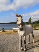 IMG_20210716_081221.webp
