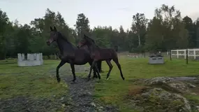 Olivia och Uncial.webp