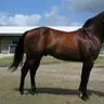 Dressyrfantast