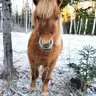 Vaja