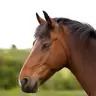 DaisyD