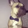 Hectorthebulldog