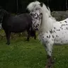 PonyMagic