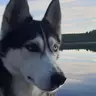 Spetshunden